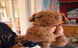 Labradoodle dogs for sale: Miniature labradoodle  - Image 26