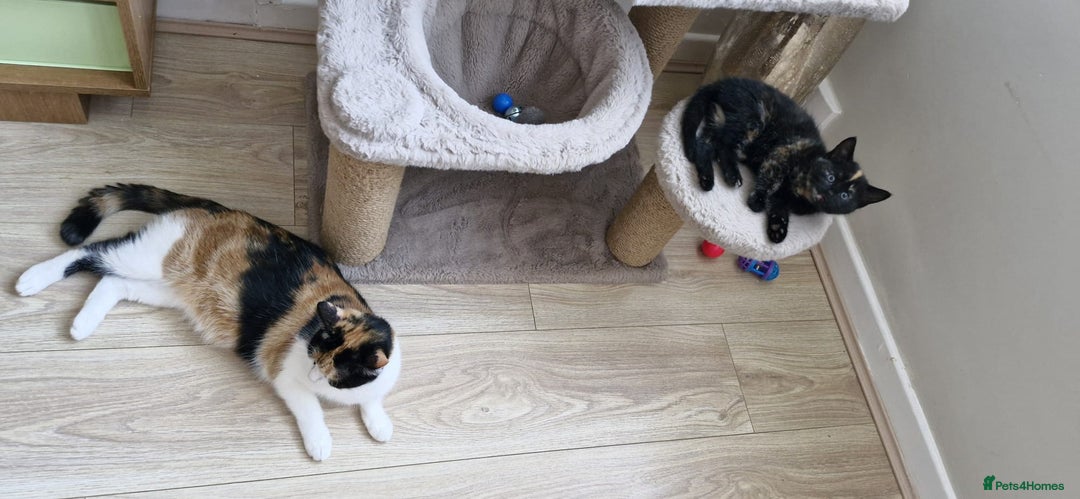 Mixed Breed cats for sale: Adorable kittens  - Image 17