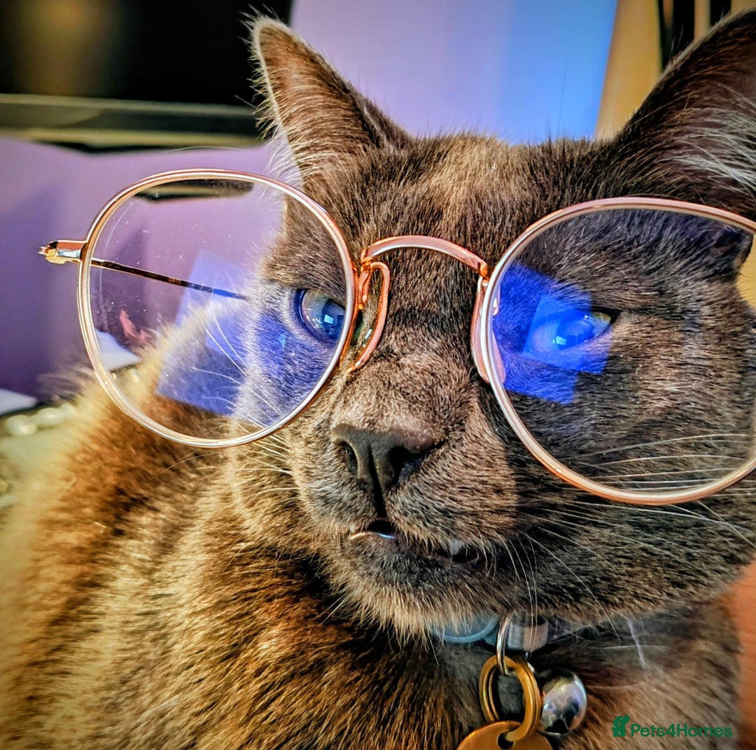 Russian Blue cats for sale: Friendly Indoor Russian blue male (1 year old) - Advert 1