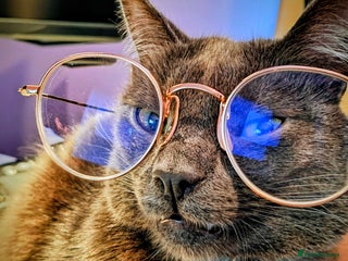 Russian Blue cats Friendly Indoor Russian blue male (1 year old) - Advert 1