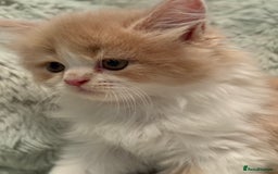 Persian cats for sale: Last stunning persian boy - Image 3