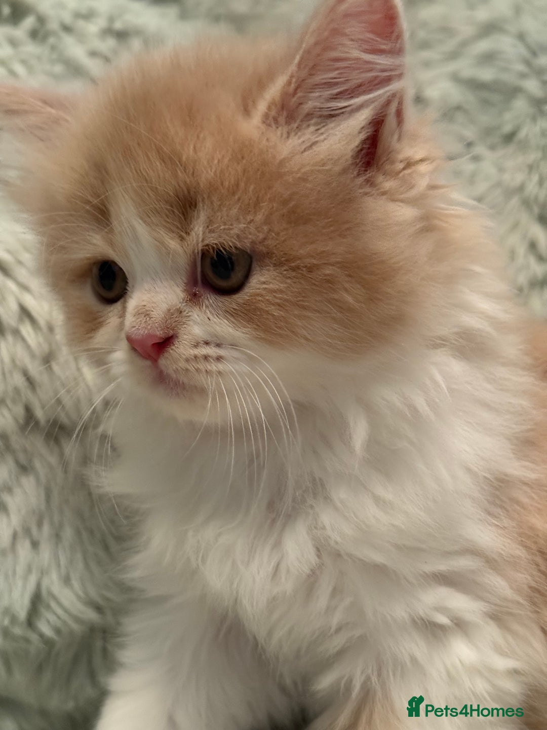 Persian cats for sale: Last stunning persian boy - Image 3