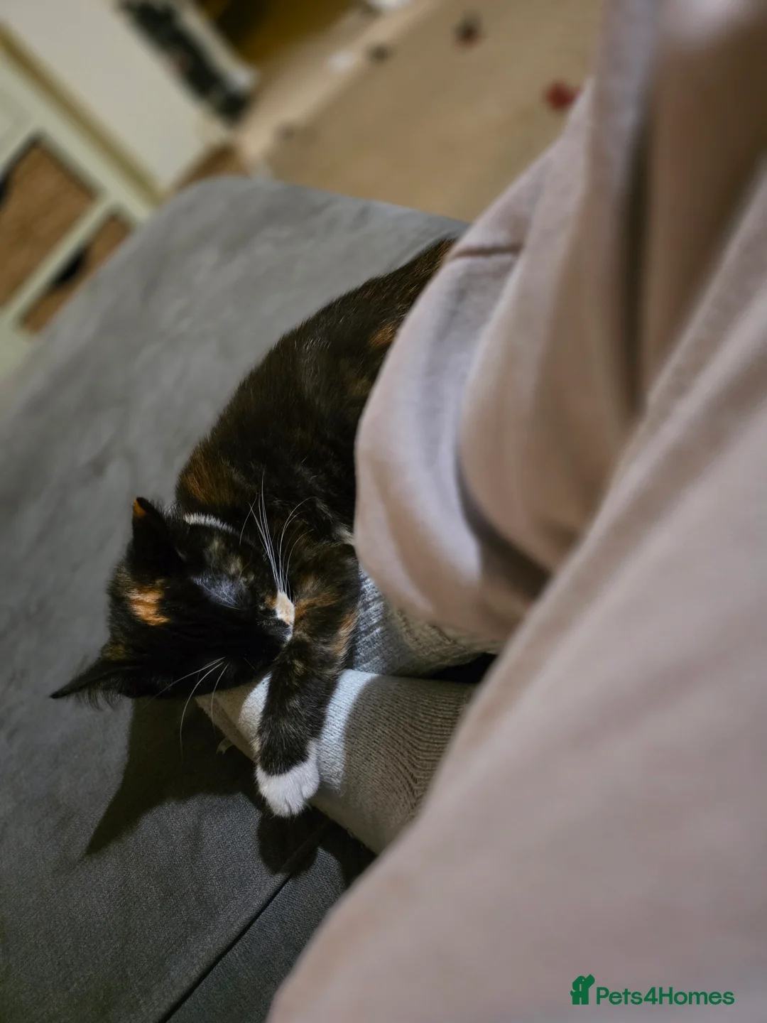 Mixed Breed cats for sale: REHOMING - Advert 3