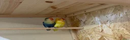 Lovebirds birds for sale: Young bonded pair of love birds  - Advert 2