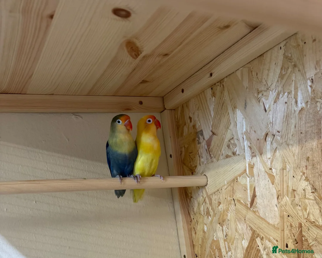 Lovebirds birds for sale: Young bonded pair of love birds  - Advert 2