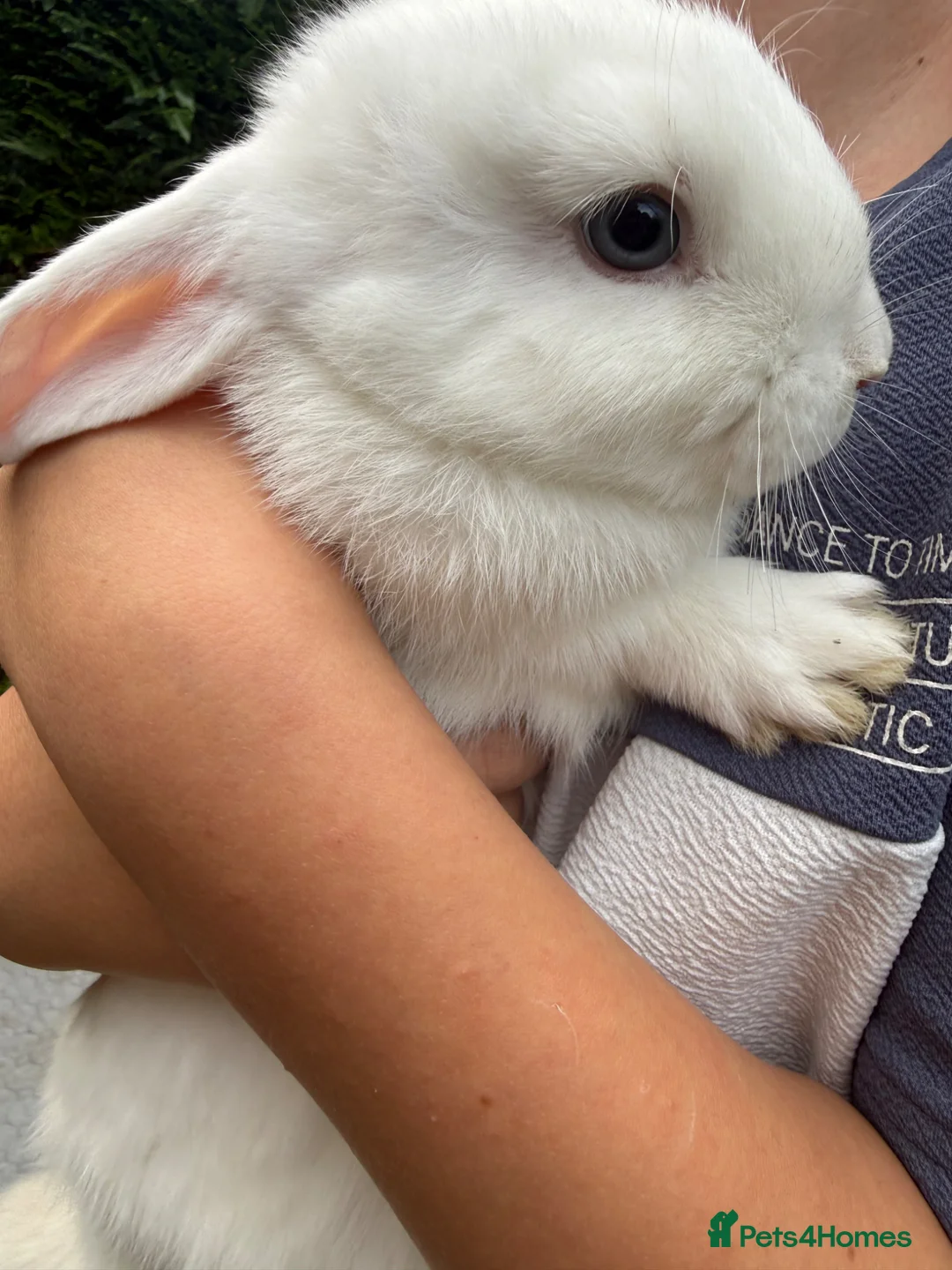 Mini Lop rabbits for sale: Mini Lop Baby Bunnies - Ready now  - Advert 11