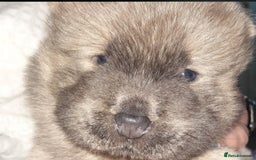 Chow Chow dogs for sale:  KC registered Chow Chow puppies for sale.🤗 - Image 13