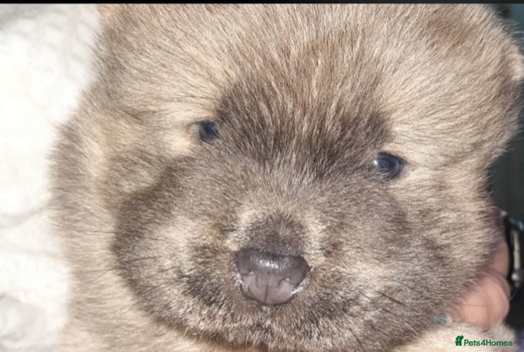 Chow Chow dogs for sale:  KC registered Chow Chow puppies for sale.🤗 - Image 13