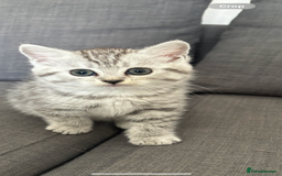 Mixed Breed cats for sale: Persian Chinchilla and British Shorthair  - Image 5