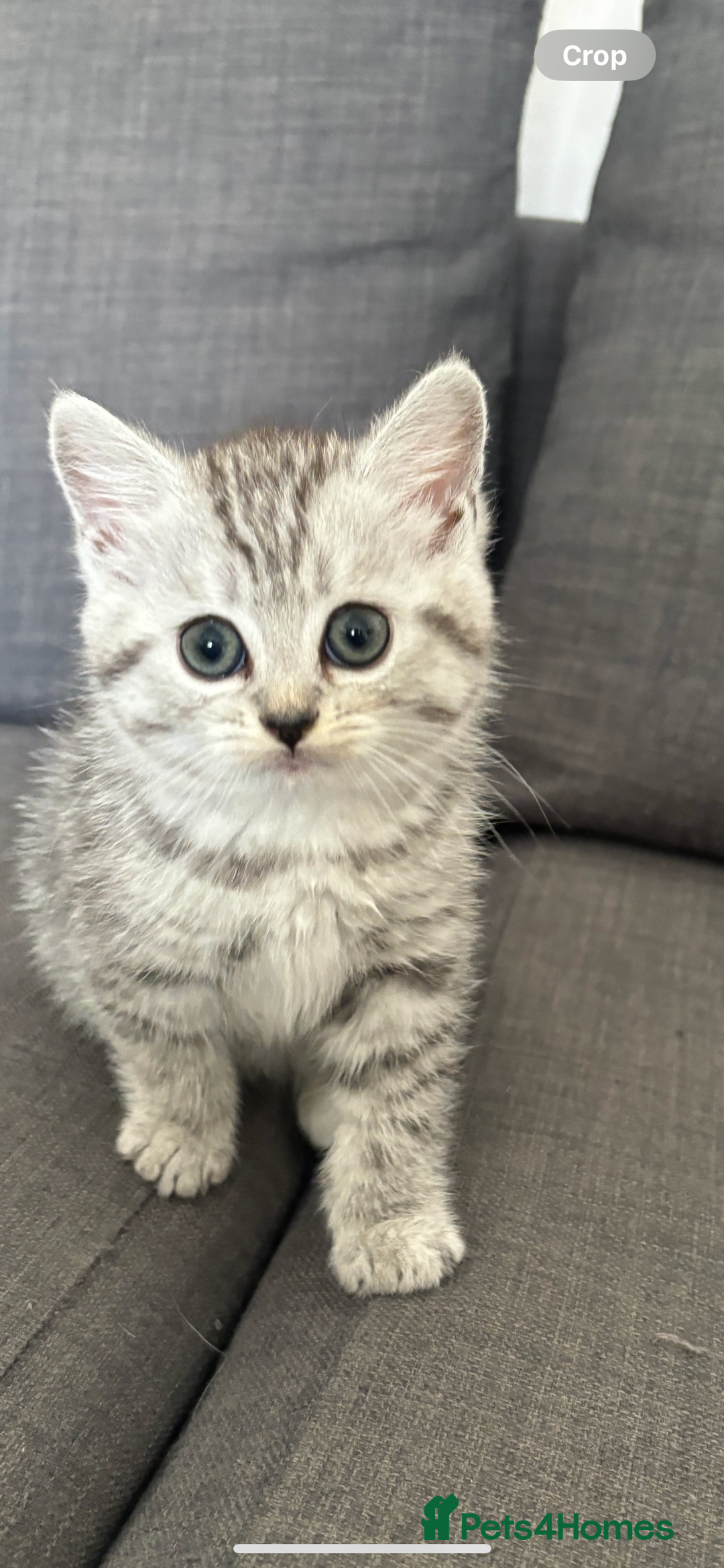 Mixed Breed cats for sale: Persian Chinchilla and British Shorthair  - Image 5