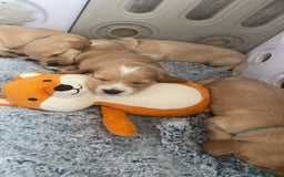 Cockapoo dogs for sale: Beautiful cockapoo pups - Image 7