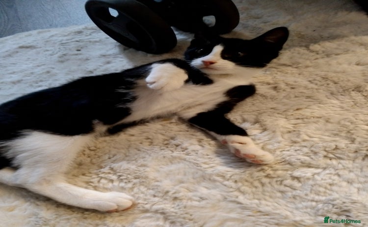 Mixed Breed cats - Advert 10