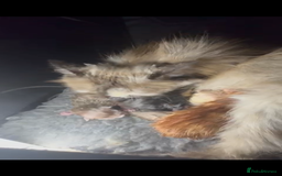 Ragdoll cats for sale: Fluffy Ragdoll cross kittens  - Image 14