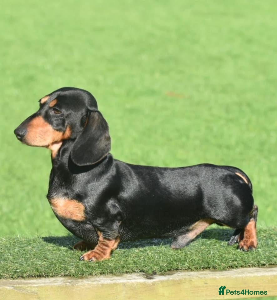Miniature Dachshund dogs PROVEN PRA CLEAR .. KC REG - Advert 8