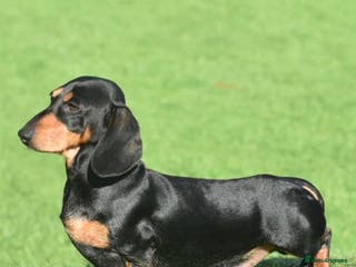Miniature Dachshund dogs PROVEN PRA CLEAR .. KC REG - Advert 2