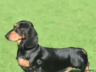 Miniature Dachshund dogs PROVEN PRA CLEAR .. KC REG - Advert 1