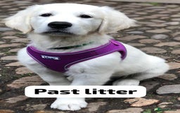 Golden Retriever dogs for sale: Championship line KC Golden Retriever puppies - Image 16