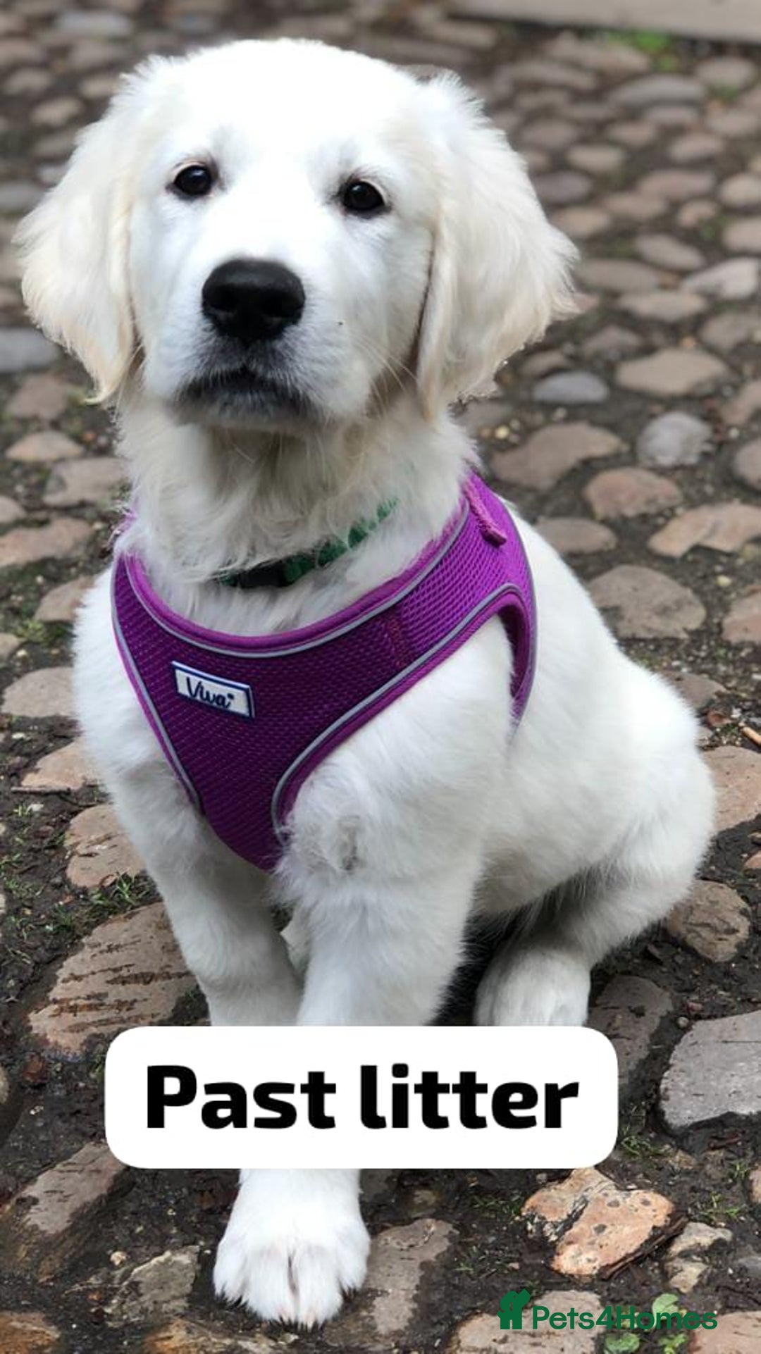 Golden Retriever dogs for sale: Championship line KC Golden Retriever puppies - Image 16