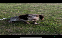 Cocker Spaniel dogs for sale: Beautiful cocka spaniel for sale 😍 - Image 5