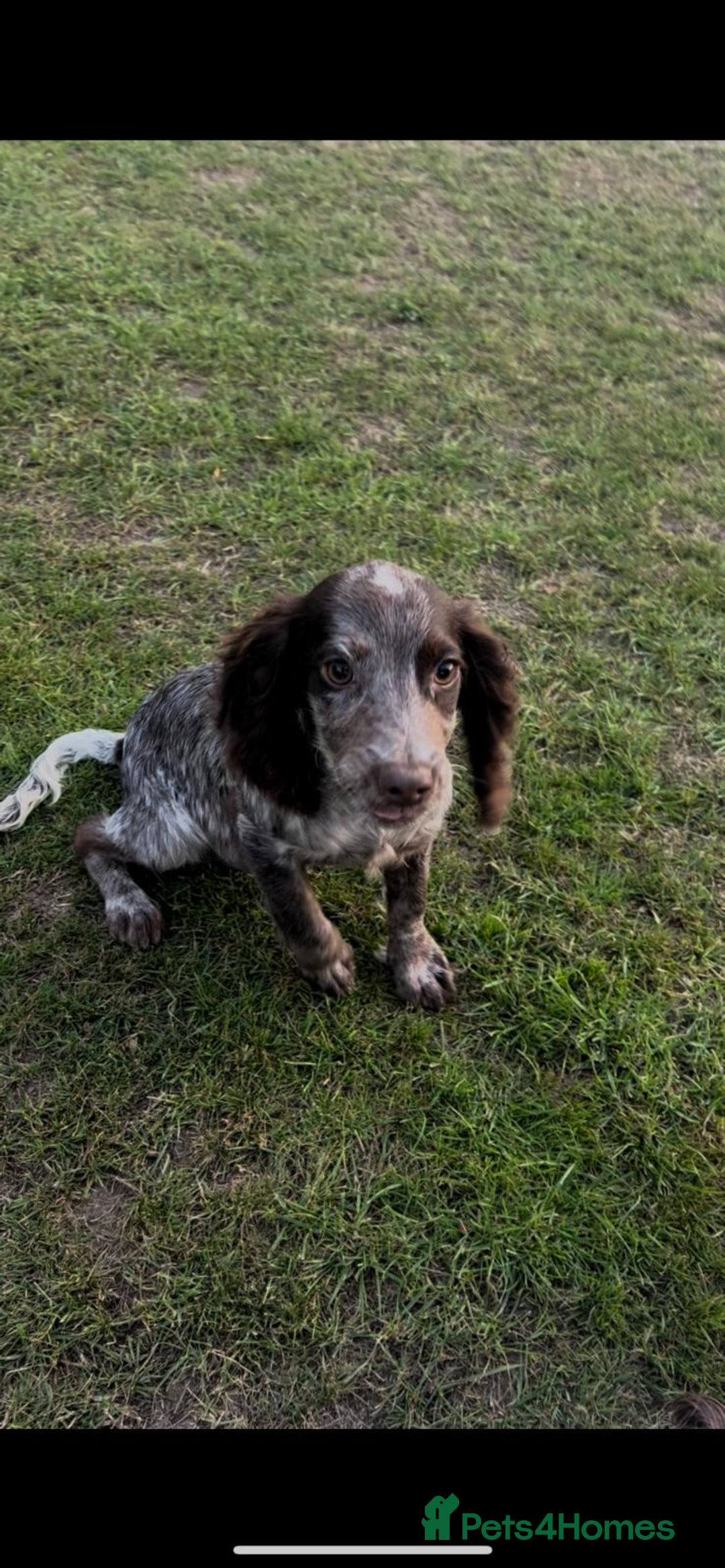 Cocker Spaniel dogs for sale: Beautiful cocka spaniel for sale 😍 - Image 5