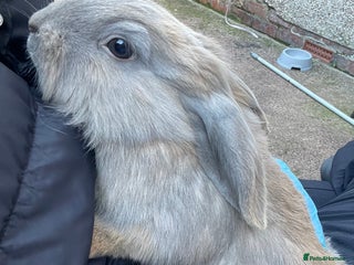 Mini Lion Lop rabbits - Advert 7