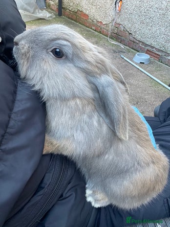 Mini Lion Lop rabbits - Advert 1