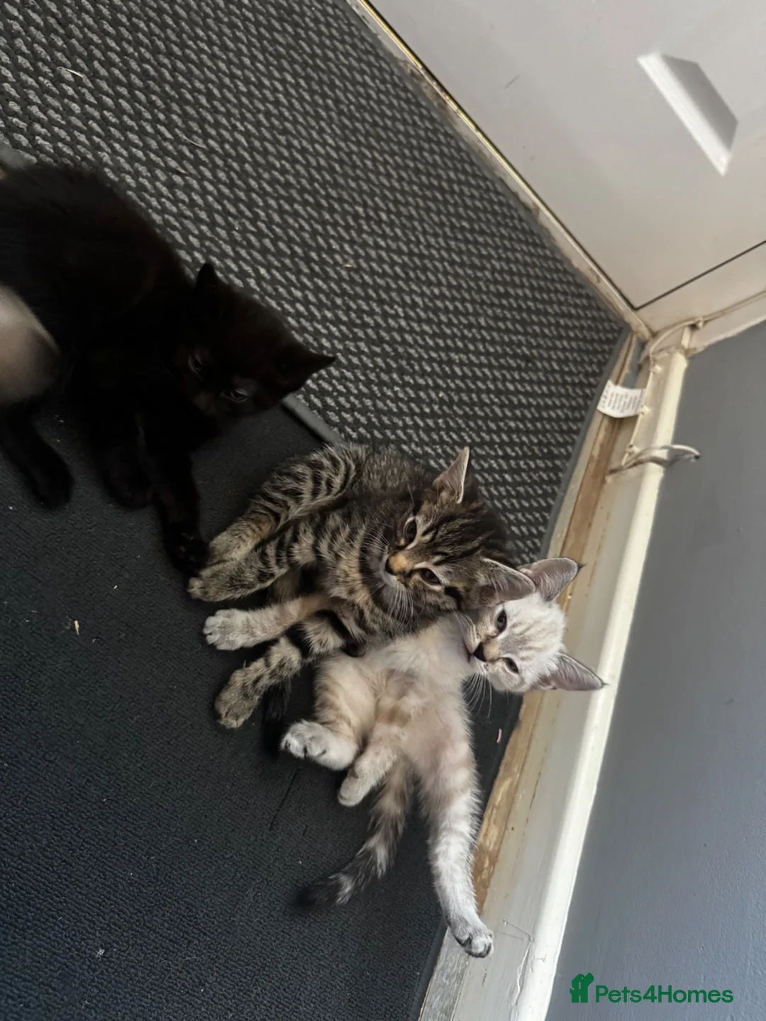 Mixed Breed cats for sale: 3 boys ready to leave NOW  - Advert 2