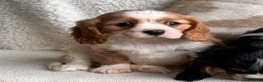 Cavalier King Charles Spaniel 3
