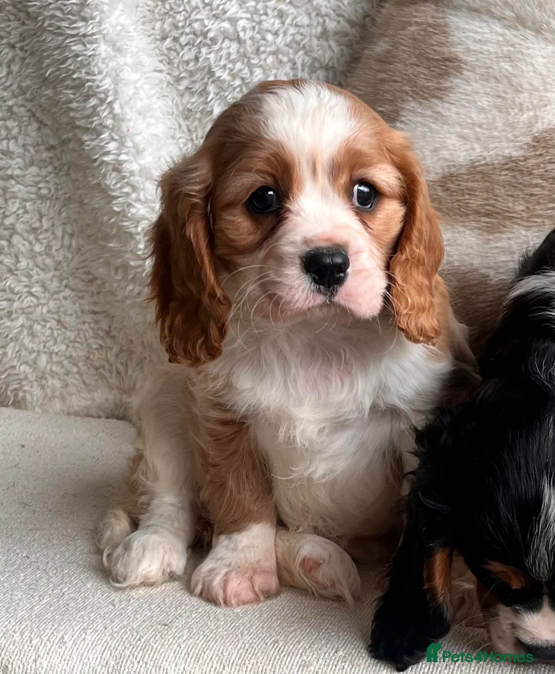 Cavalier King Charles Spaniel dogs for sale: Beautiful cavalier King Charles puppies  - Advert 25