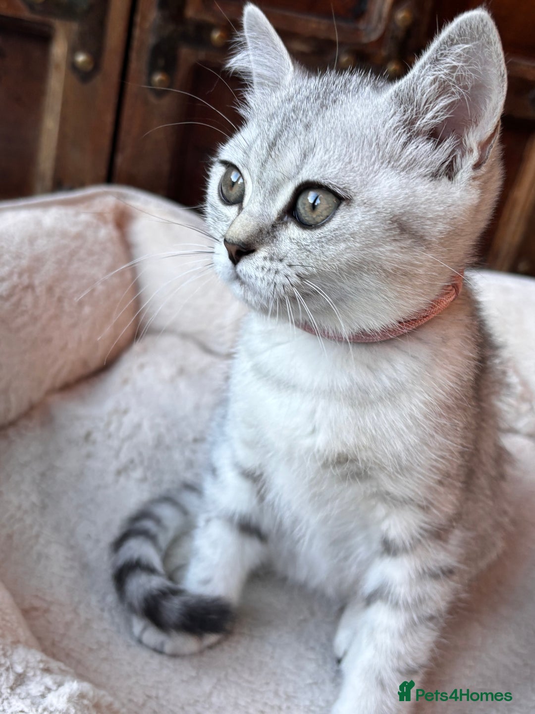 British Shorthair cats for sale: ✨LAST KITTEN LEFT✨OPEN TO OFFERS FOR RIGHT HOME✨ - Image 16
