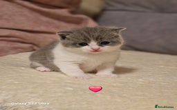 British Shorthair cats for sale: British short hair+Ragdoll  - Image 2