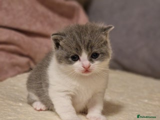 British Shorthair cats British short hair+Ragdoll - Advert 2
