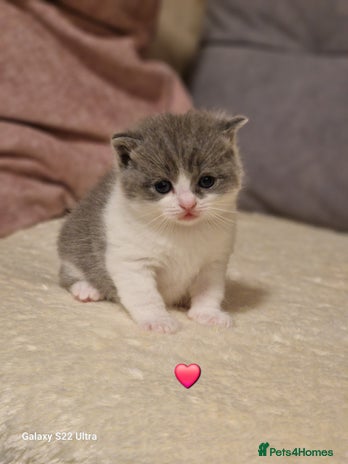 British Shorthair cats British short hair+Ragdoll - Advert 4