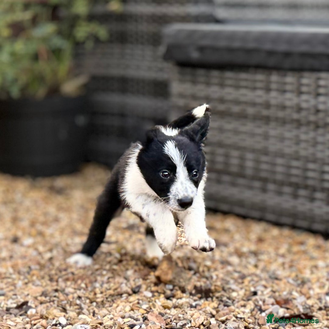 Border Collie dogs for sale: 8 week old border collie puppies  - Advert 6