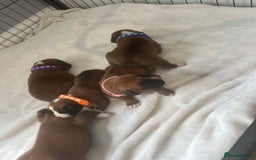 Boxer dogs for sale: Stunning Kc Boxer Puppies - Image 21