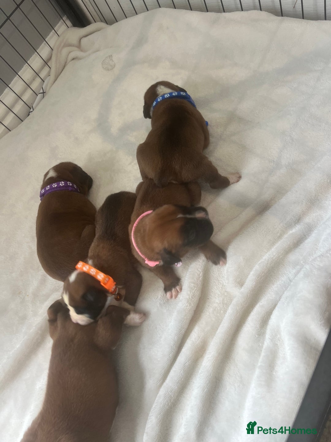 Boxer dogs for sale: Stunning Kc Boxer Puppies - Image 21
