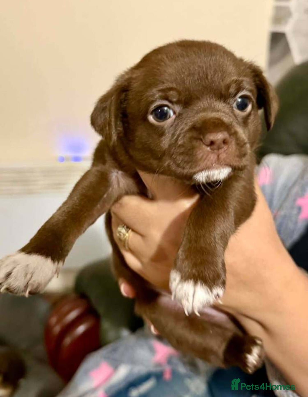 Chihuahua dogs for sale: Chihuahua puppies - Advert 8