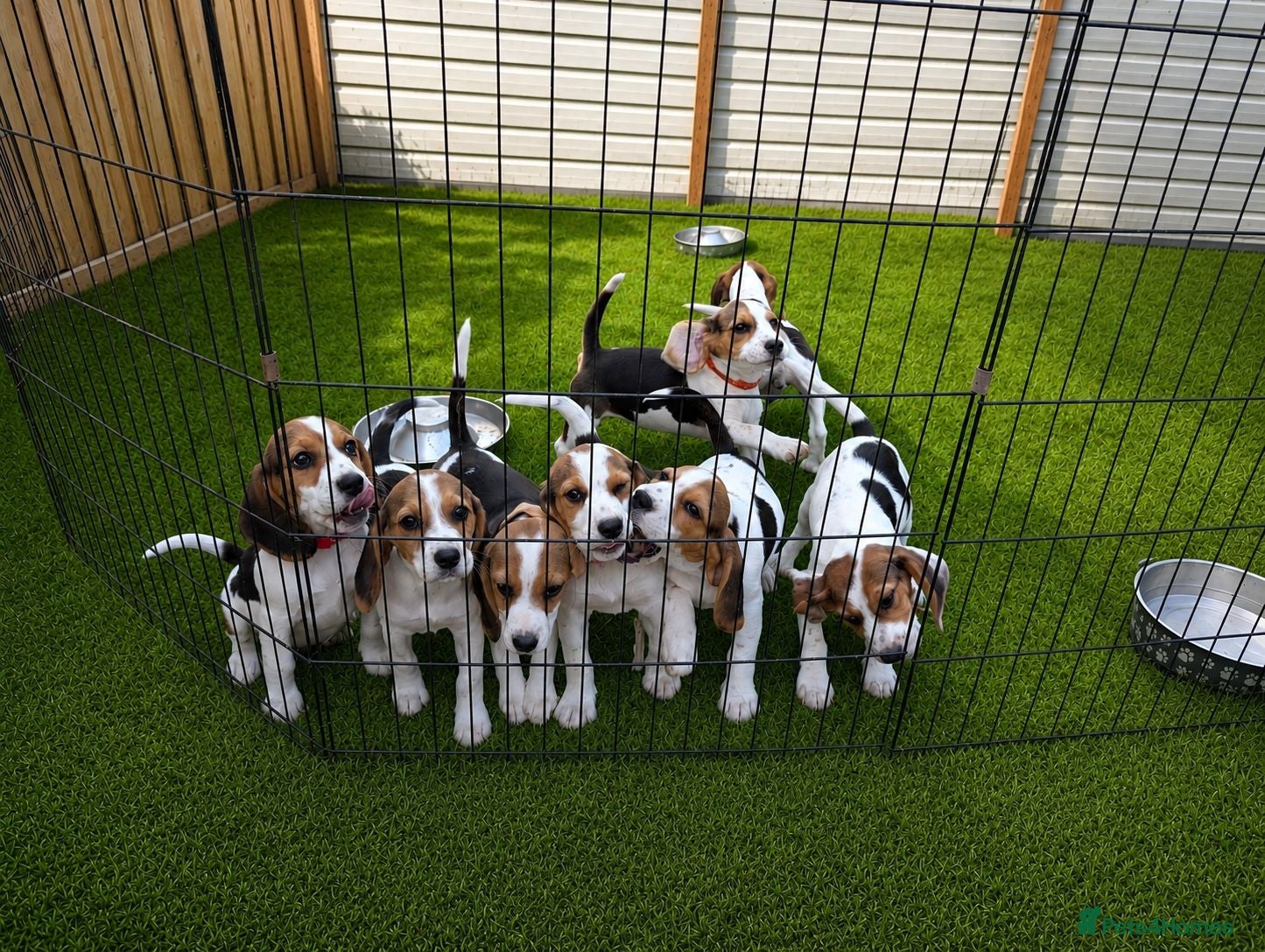 Beagle dogs 3X LEFT! READY NOW! Gorgeous beagle pups - Advert 8