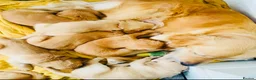 Golden Retriever dogs for sale: Golden retriever puppies (7)  in Barton-upon-Humber - Advert 6