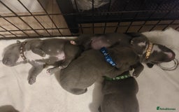 Staffordshire Bull Terrier dogs for sale: Blue Staffordshire Bull Terrier 🐶 Puppies 🐶 - Image 27