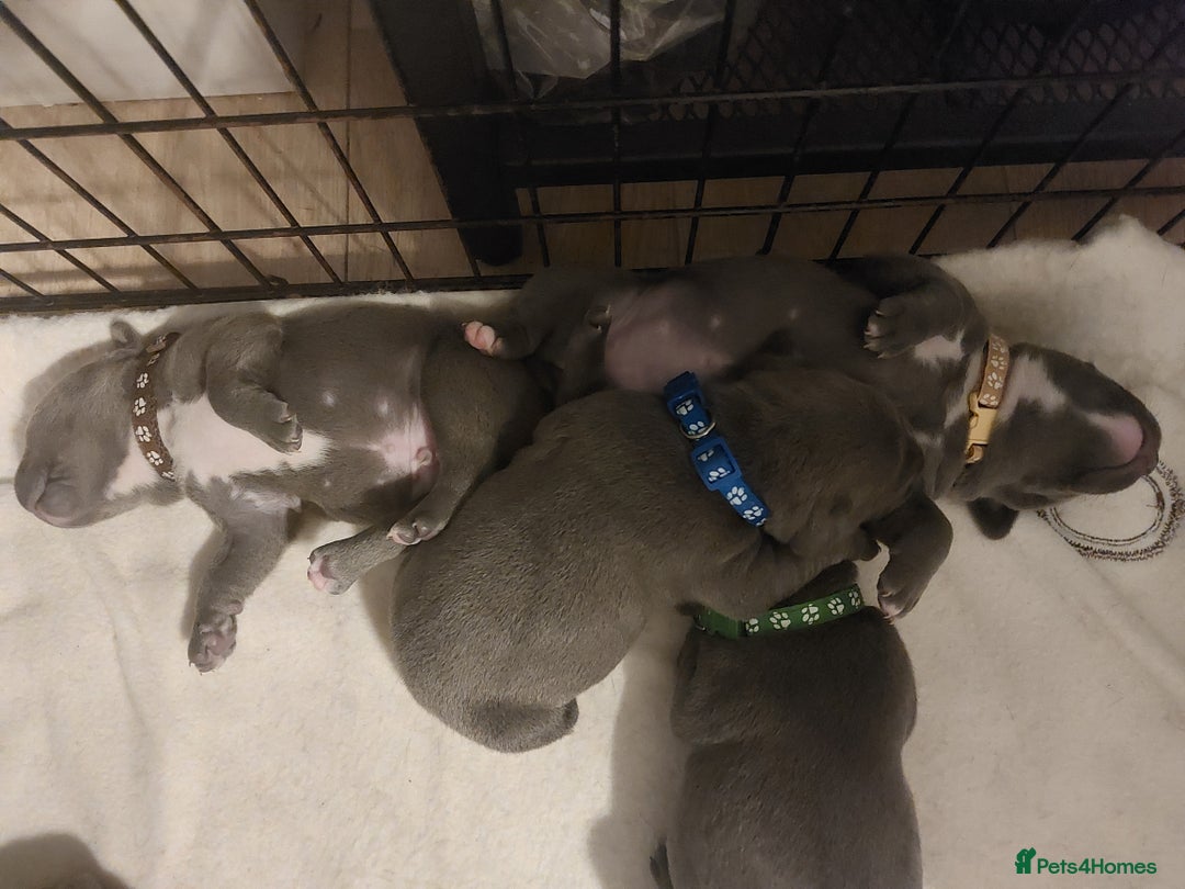 Staffordshire Bull Terrier dogs for sale: Blue Staffordshire Bull Terrier 🐶 Puppies 🐶 - Image 27