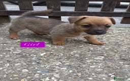 Jack Russell dogs for sale: Jack Russell puppies 2 girls left!!! in Aldershot - Image 5