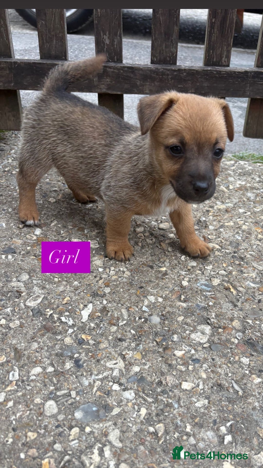 Jack Russell dogs for sale: Jack Russell puppies 2 girls left!!! in Aldershot - Image 5