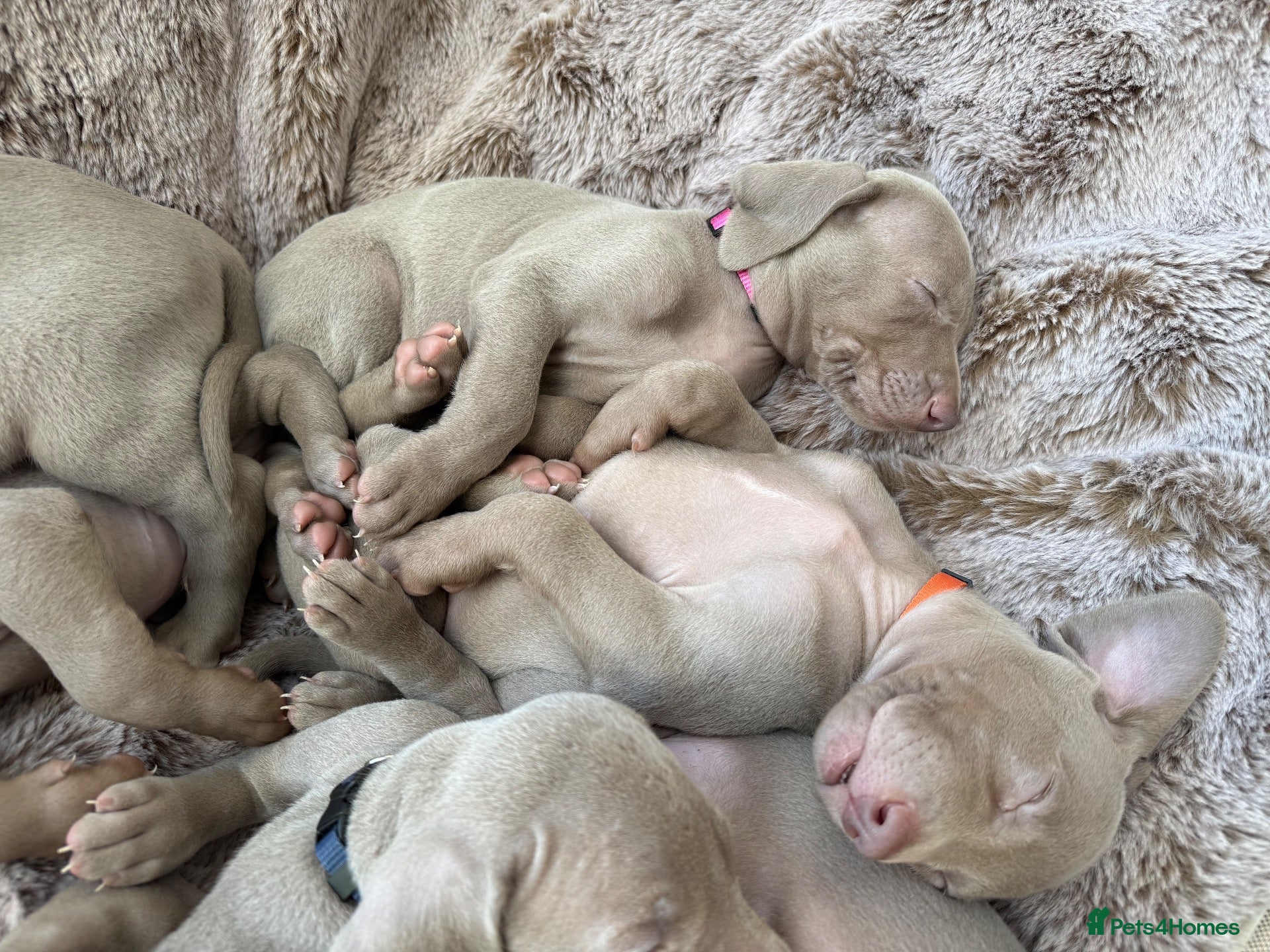 Weimaraner dogs Superb Gunalt Bloodlines & Excellent Temperament - Advert 2