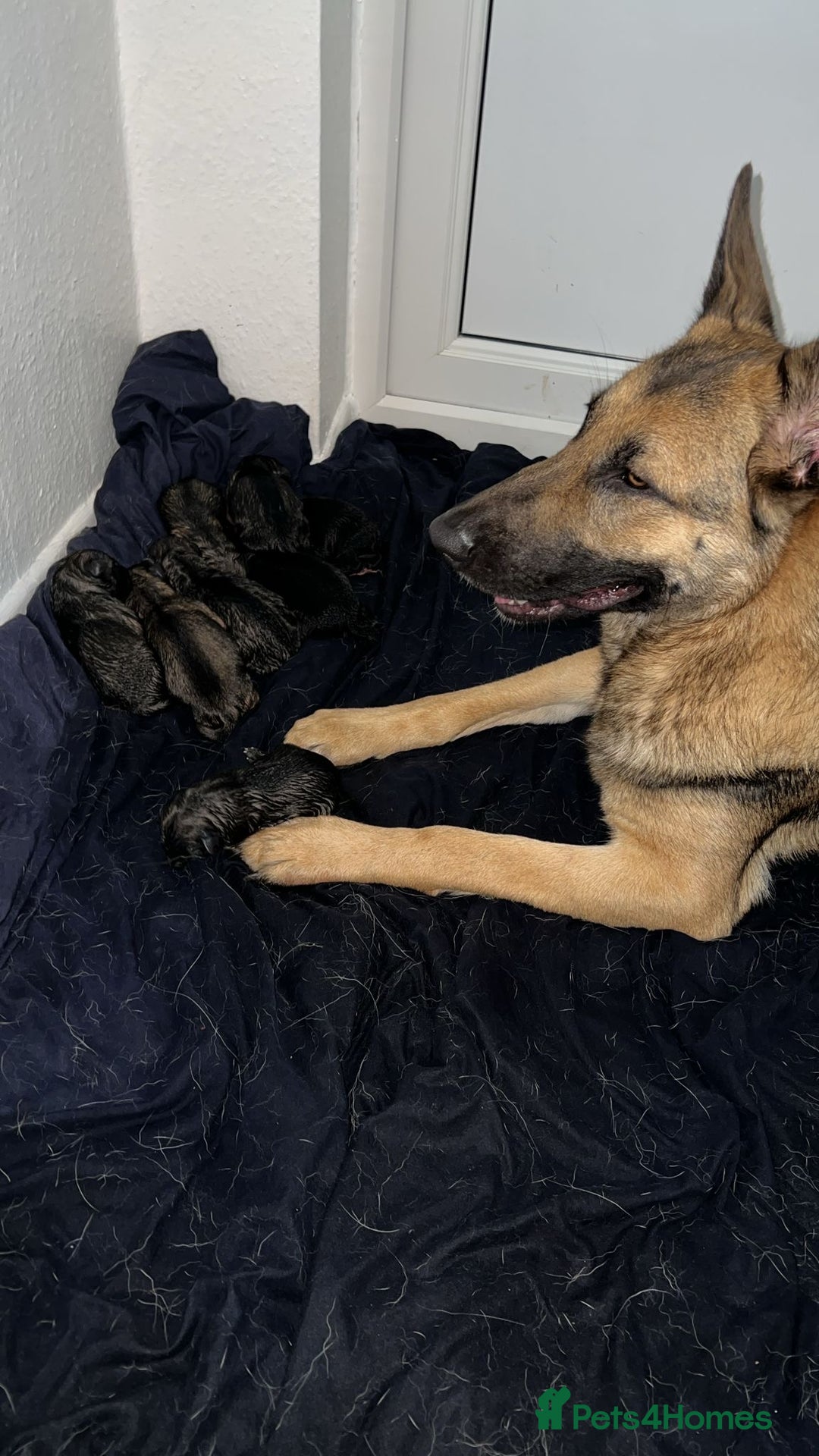 German Shepherd dogs for sale: 4 German Shepard x German Shepard cross dogs  - Image 4