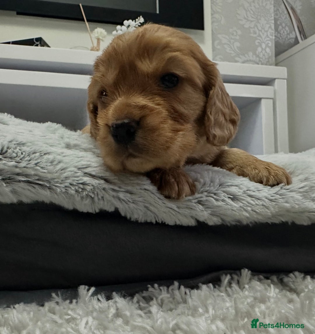 Cocker Spaniel dogs for sale: Cocker spaniel pups - Advert 2