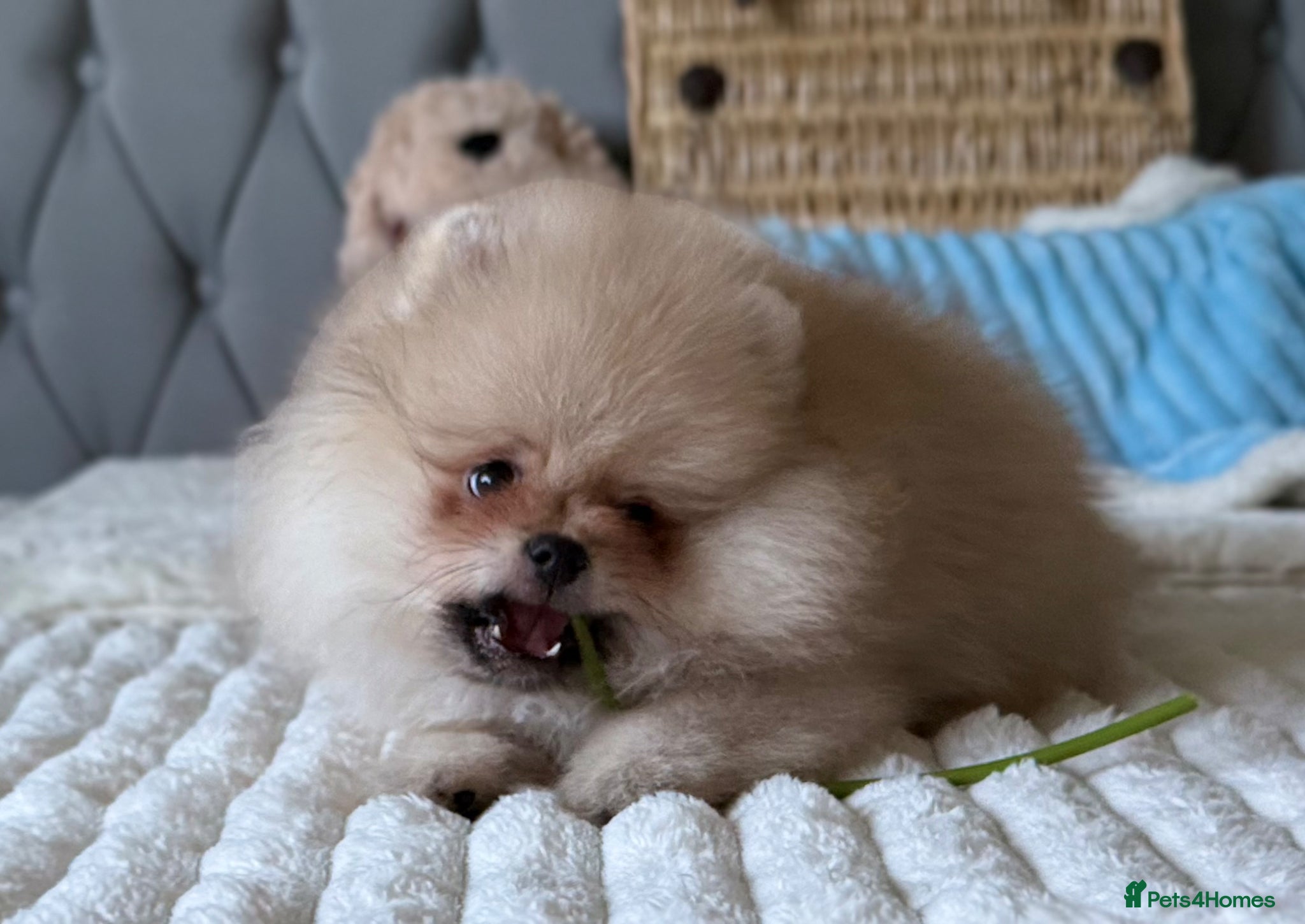 Pomeranian dogs for sale:  Rare colour Russian line Teddy Bear Pom Puppies ✨ - Advert 28