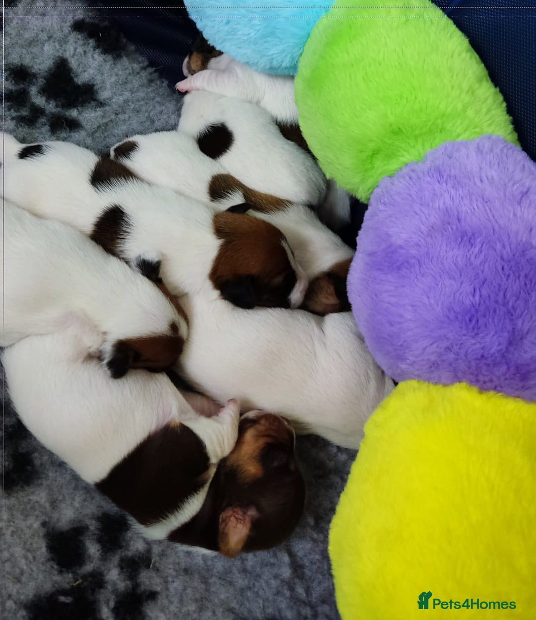 Jack Russell dogs for sale: Jack Russell puppies for sale - Image 6
