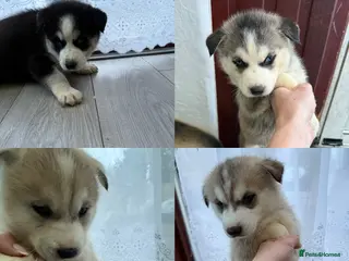 Siberian Husky dogs Puppies Siberian Huskies - Advert 2