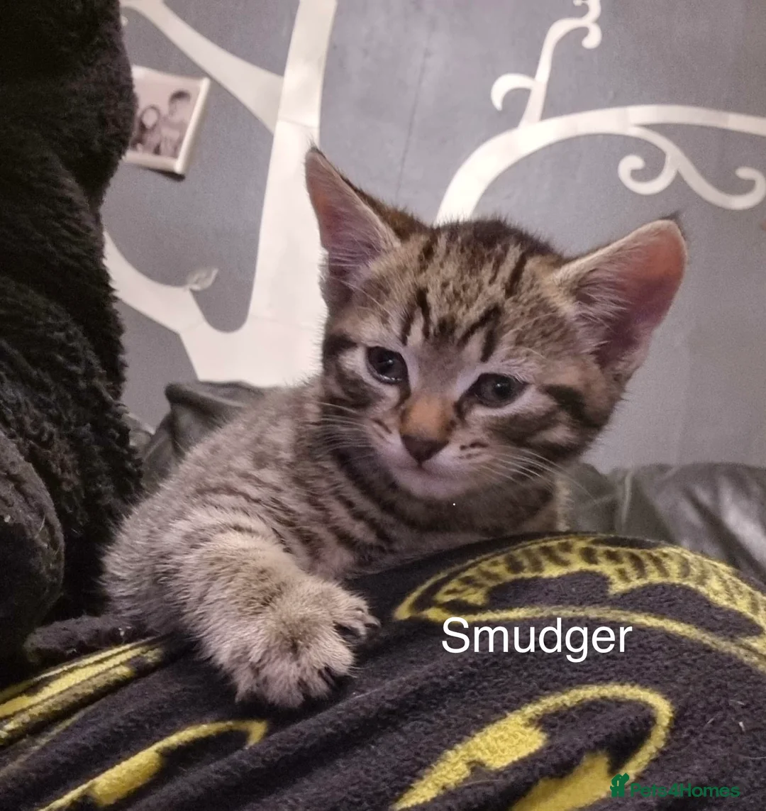 Mixed Breed cats for sale: Babies - Advert 6